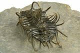 Well Prepared, Spiny Koneprusia Trilobite - Ofaten, Morocco #344458-4